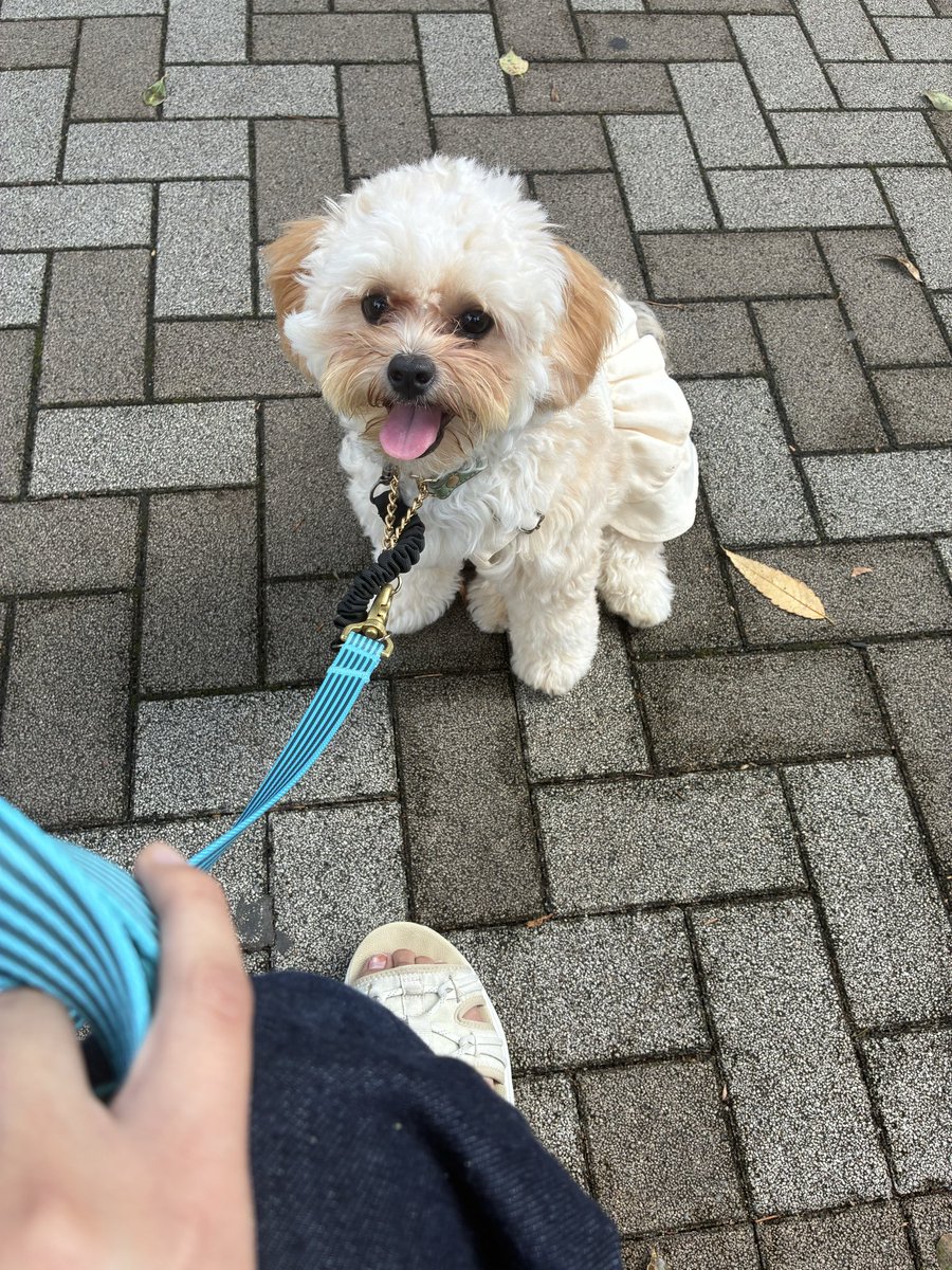 fika_1122's tweet photo. 夫氏待ちの忠犬フィーちゃん🐶
#ペキプー https://t.co/UBI7acg88i