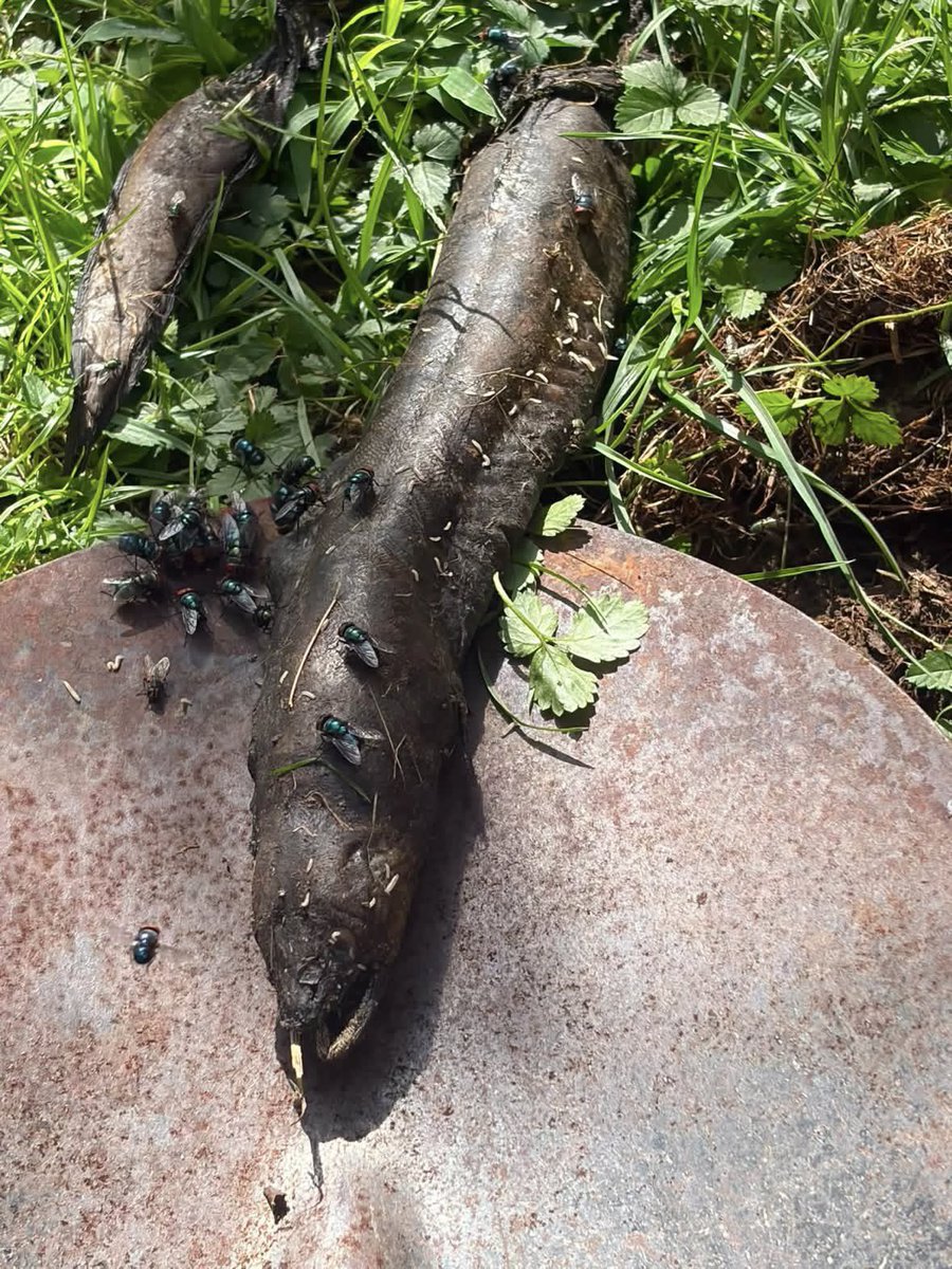 PrimeHendry's tweet photo. So apparently there is a hawk bringing some bizarre fucking alien creature in my backyard and dumping it.

WHAT THE ACTUAL FUCK IS THIS? DOES ANYONE HAVE AN IDEA?? https://t.co/AK7lXaldvK