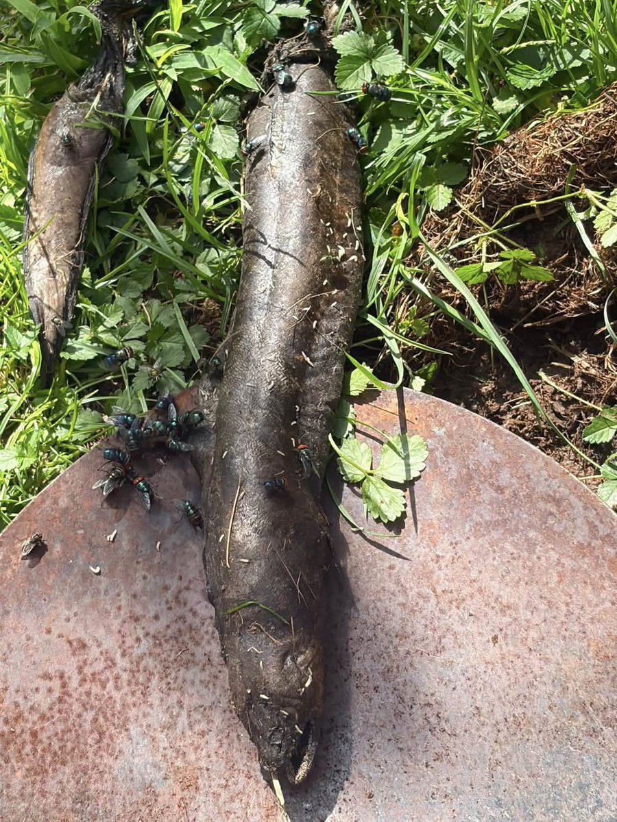 PrimeHendry's tweet photo. So apparently there is a hawk bringing some bizarre fucking alien creature in my backyard and dumping it.

WHAT THE ACTUAL FUCK IS THIS? DOES ANYONE HAVE AN IDEA?? https://t.co/AK7lXaldvK