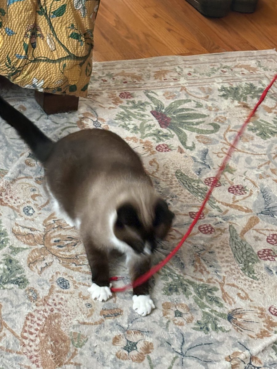 SuzanneDelle's tweet photo. @Csvich Red string time! https://t.co/5Zt9IllT5F
