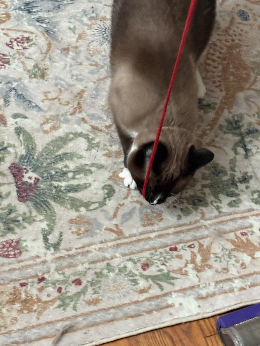 SuzanneDelle's tweet photo. @Csvich Red string time! https://t.co/5Zt9IllT5F