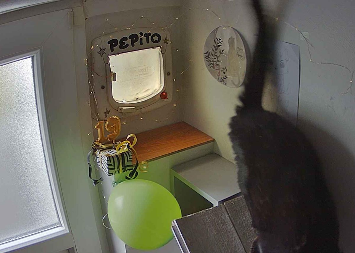 PepitoTheCat's tweet photo. Pépito is back home (08:37:42) https://t.co/K03y7rHk62
