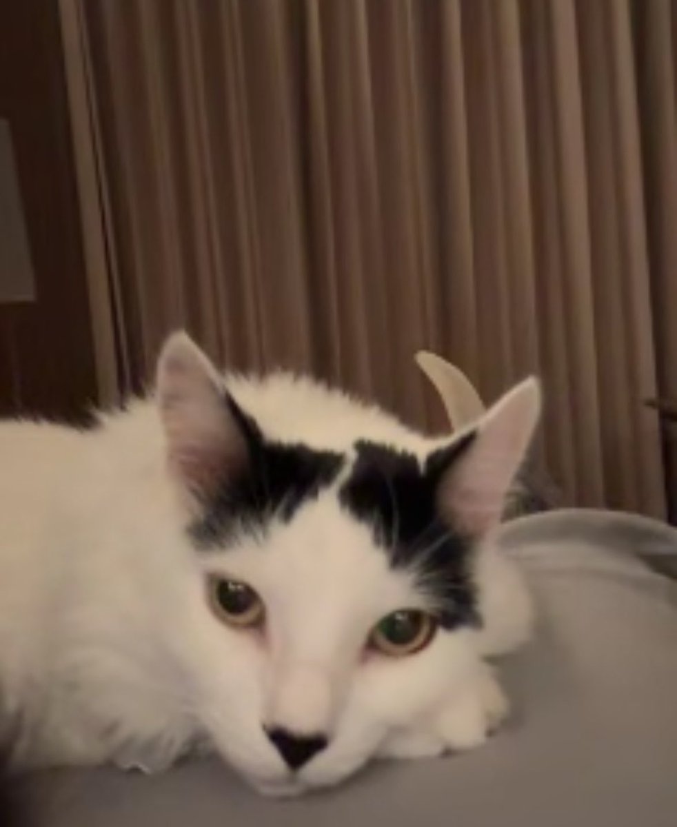 LoorAndree's tweet photo. Desgraciado ya casi 6 meses desde que te me fuiste y extraño tus fucking miau a las 5am, solo espero que si me estés cuidando.🤍 https://t.co/GBviRNs1SX