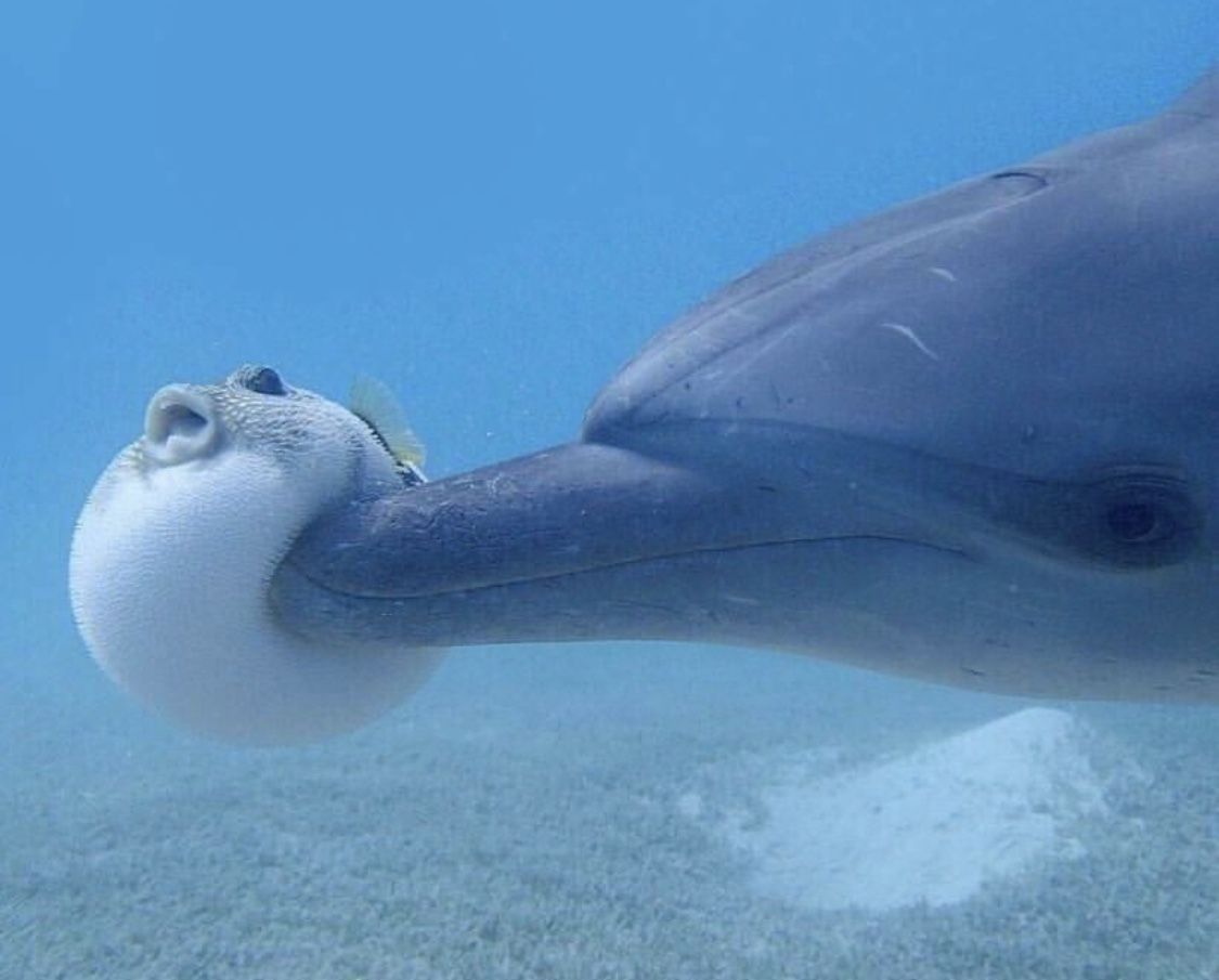 cutecorestar's tweet photo. Fun fact: young dolphins play catch-like games with pufferfish https://t.co/q92T1y7dl4