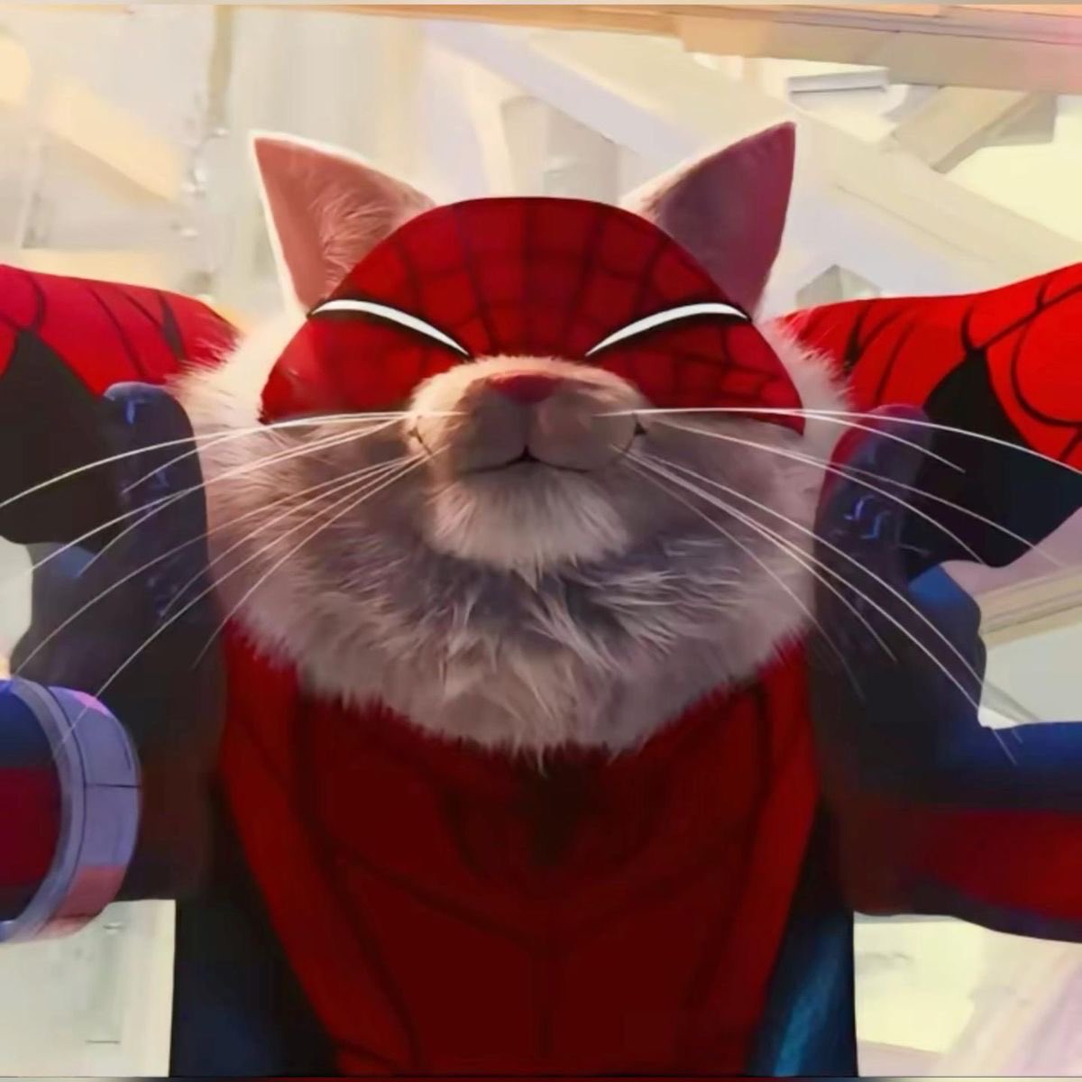 F1CKINGBULLSEYE's tweet photo. the ameowzing spider cat i love you so much.. https://t.co/2rINRGli9F