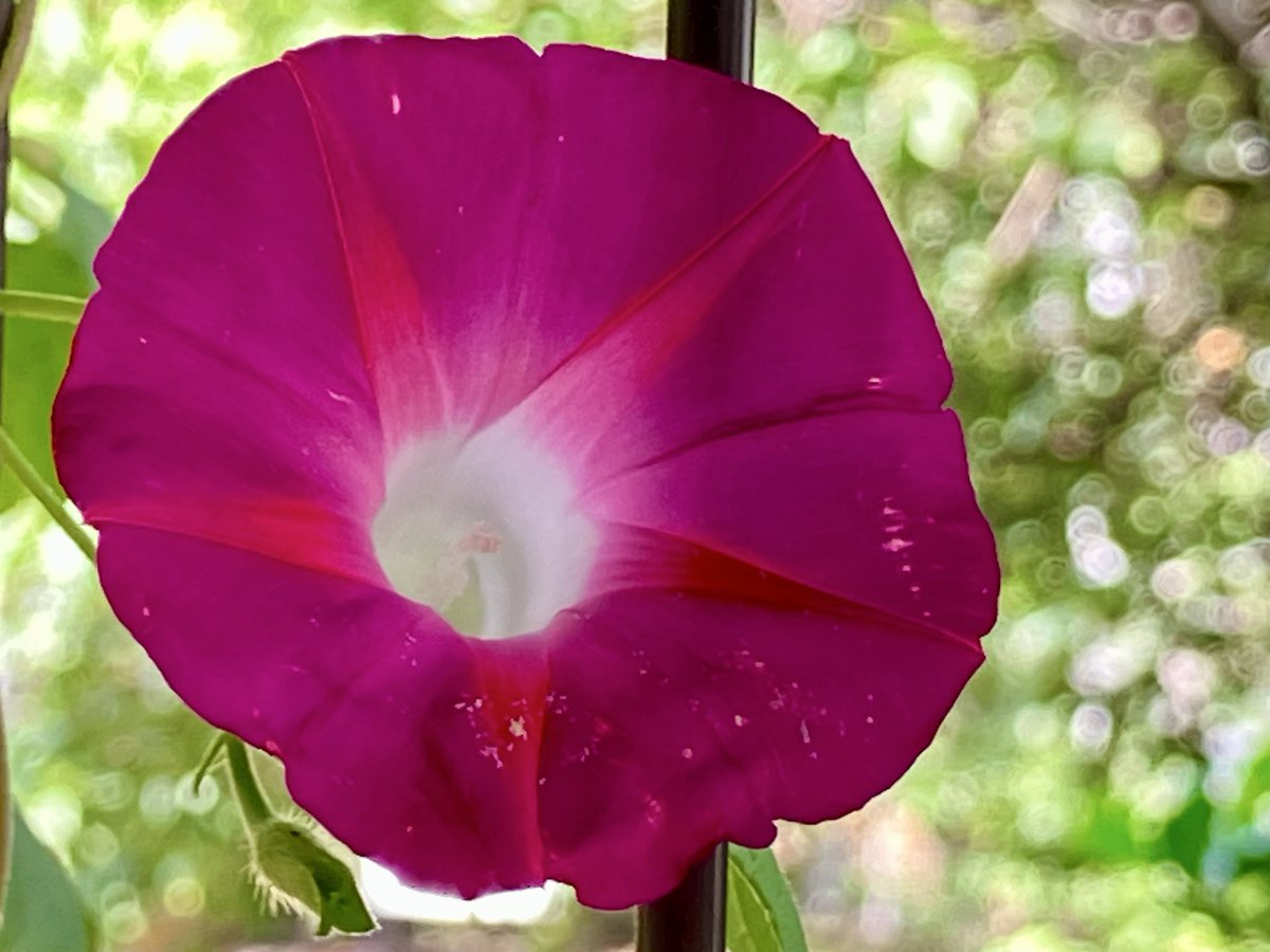 rio_rio_natural's tweet photo. So lively!‼︎🩷✨
#Morning_glory(#朝顔) https://t.co/Q2Kj0XT1i0