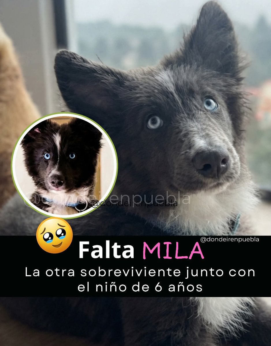 germanlr18's tweet photo. 🚨 SE BUSCA A MILA 🐾💔

Sobrevivió al ataque donde masacraron a Sofía, Ana Paula, Aleyda, Jonathan Camilo Séptimo y a la perrita Nala, pero desapareció de la escena. 

Si tienes información o la has visto, ¡ayuda a difundir! 

#FaltaMila #ServicioSocial 

https://t.co/JWw1ou6nbP https://t.co/5ZiF85HFPT