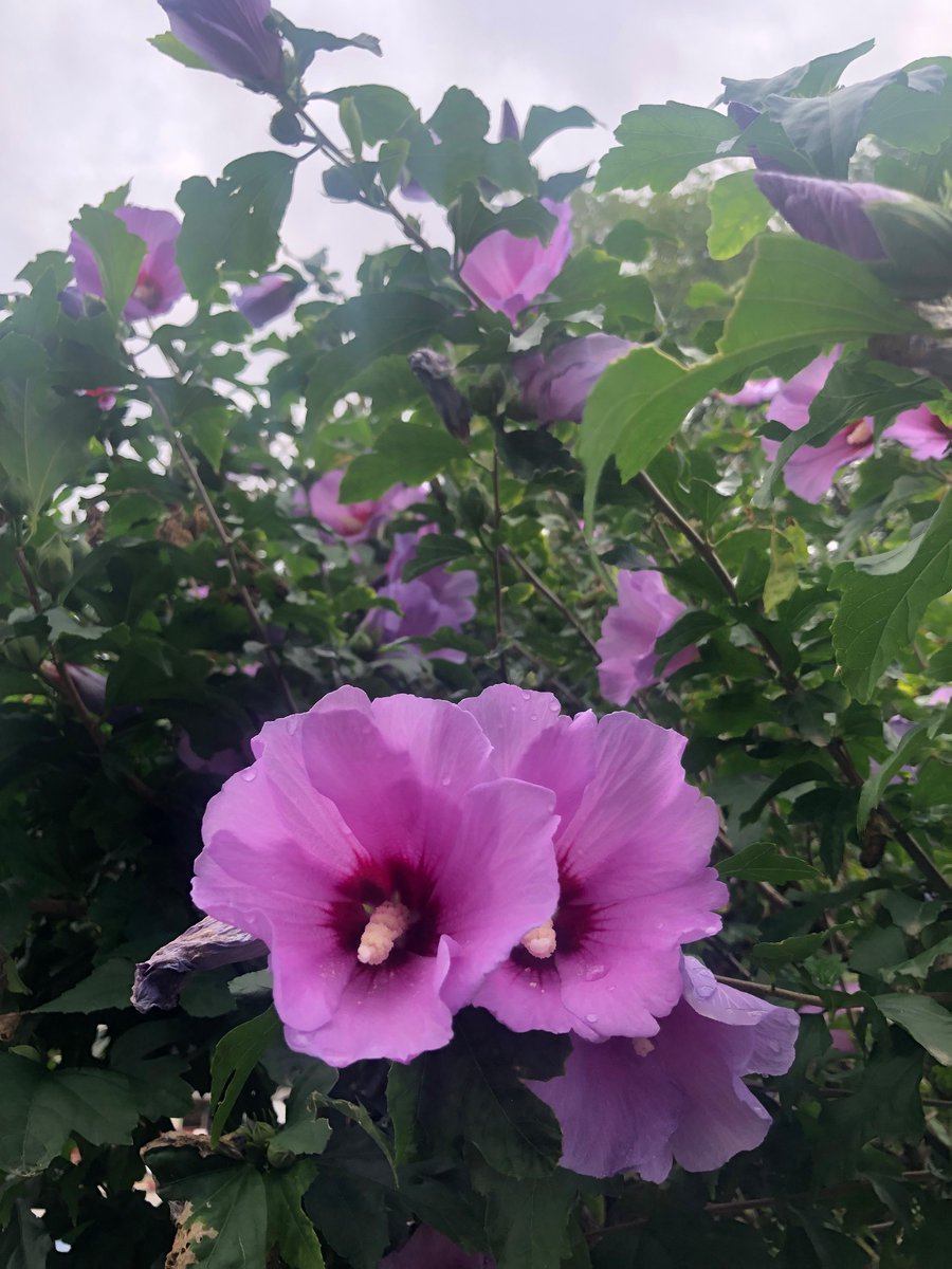 _voxclamantis__'s tweet photo. 💜🍃 https://t.co/oQMVew25Da