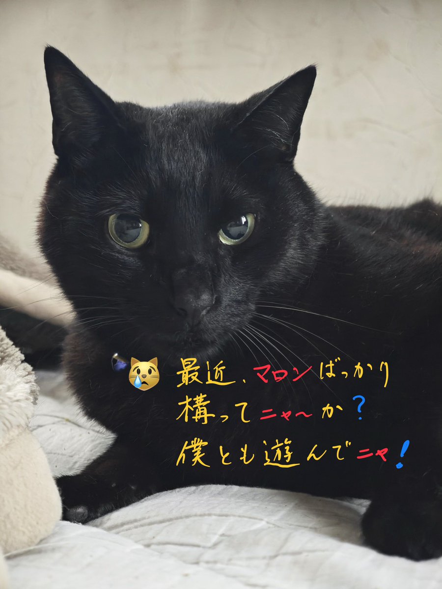 py_fv's tweet photo. .
9月5日  (土)  PM 3:45   ⛅️

#土アップ祭

#イチロー   #黒猫   #保護猫
. https://t.co/z61EDO3I8O