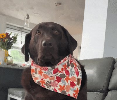 SelinOzkanbl75's tweet photo. My little pup grew 2 inches in just 4 weeks—watching his paws get too big for his old bed is my favorite kind of chaos!  #PuppyGrowthJourney， https://t.co/XSItF1O14e