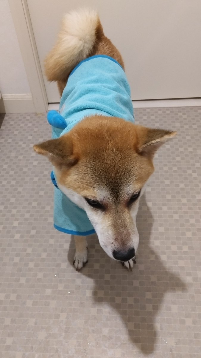 AkashibaMugi's tweet photo. 先週の姉柴に続き、今日は妹柴が洗われました…
いい子でした。シャワーもシャンプーもタオルで拭くのも大丈夫だけど、湯船にいれるのはやめてーと抵抗されました。
で、くたびれました… https://t.co/lmZWxVSXgK