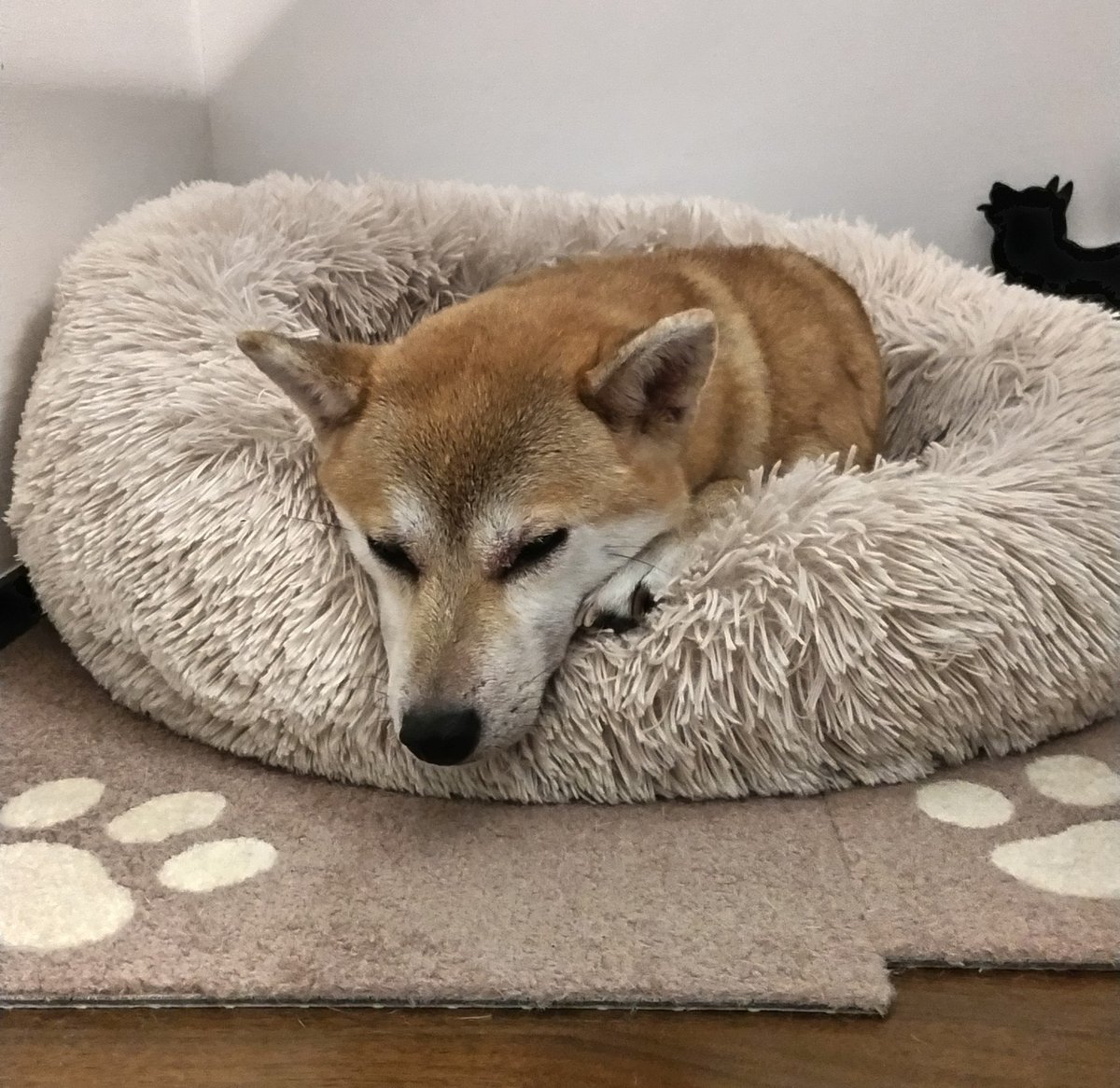 AkashibaMugi's tweet photo. 先週の姉柴に続き、今日は妹柴が洗われました…
いい子でした。シャワーもシャンプーもタオルで拭くのも大丈夫だけど、湯船にいれるのはやめてーと抵抗されました。
で、くたびれました… https://t.co/lmZWxVSXgK