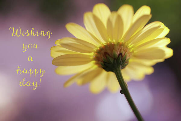 HurmerintaArt's tweet photo. Wishing You A Happy Day With This Yellow Daisy.
Send a card to your friends.
#flowerphotography #happyday #greeting #textart #inspiration https://t.co/6DybBwBcTe https://t.co/KZqfZcUZkS