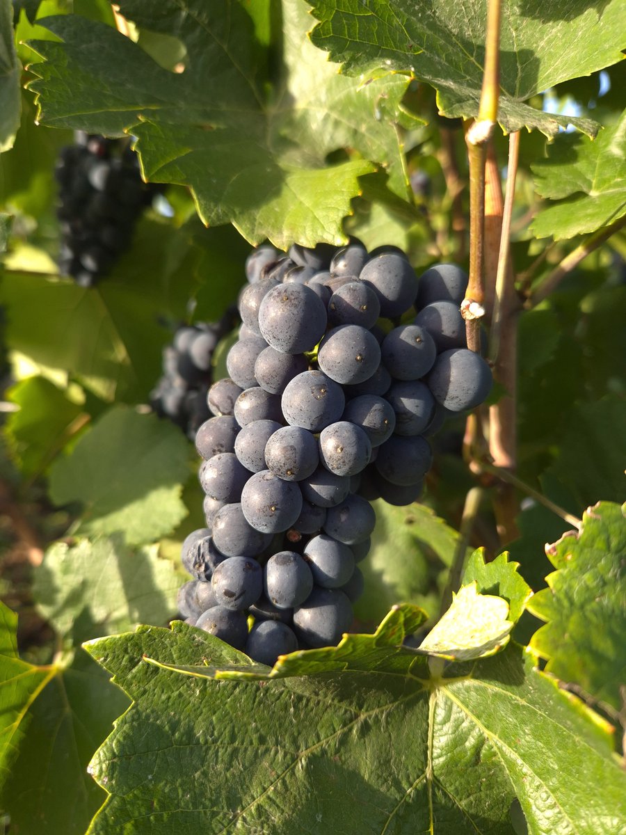 benoit51390's tweet photo. Dernier jour de vendanges! (Ouf)
#Champagne
📌 #Vrigny
🍇 #PinotNoir https://t.co/ihqeWK4ycJ