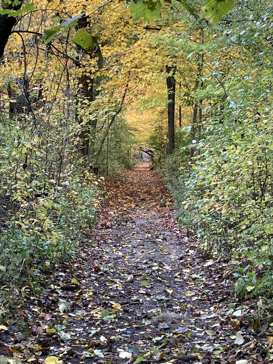 Audreyandwill1's tweet photo. Nature 🍄‍🟫 https://t.co/ixgSuo5dPO