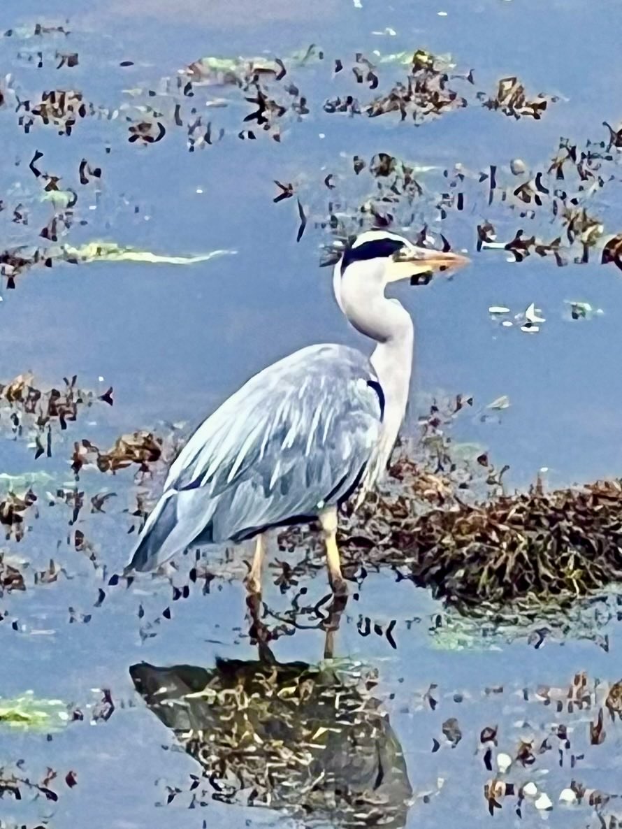 FortCottage's tweet photo. When photos look like paintings. A grey heron. The Crana river. Buncrana Inishowen Co Donegal #WildAtlanticWay https://t.co/MTWqLShOP7