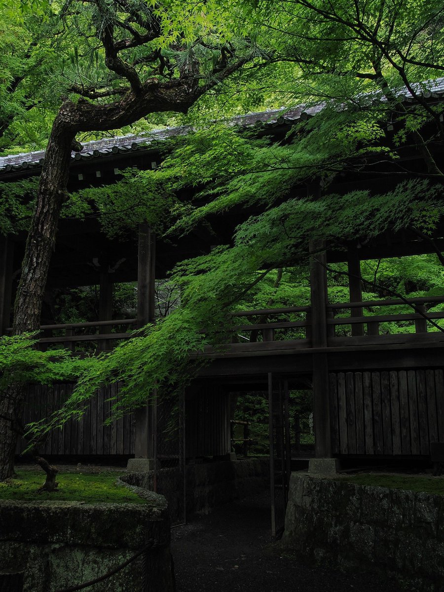 flower6260's tweet photo. Kyoto, Japan https://t.co/znwNSFmOhn