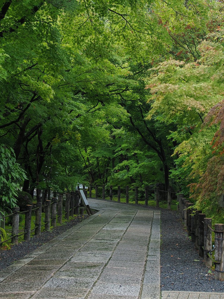 flower6260's tweet photo. Kyoto, Japan https://t.co/znwNSFmOhn