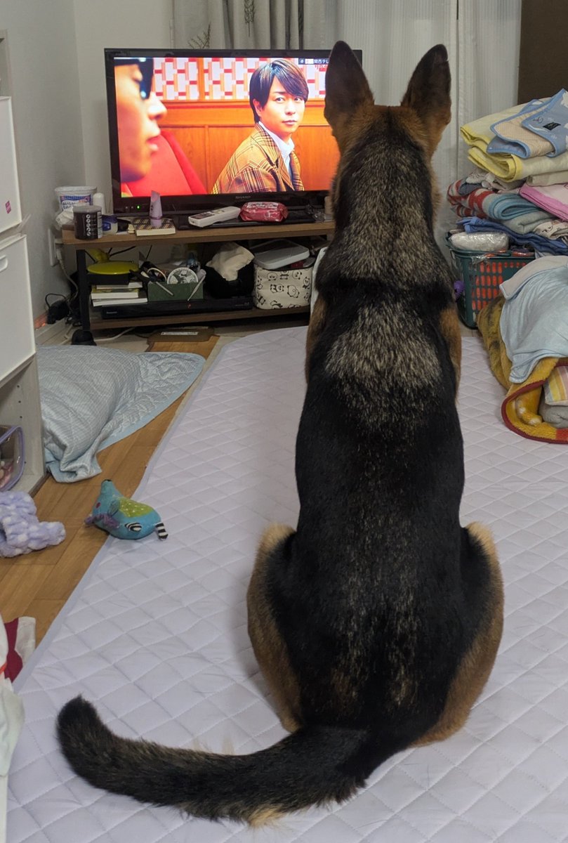 eko_kyuken_ouen's tweet photo. #災害救助犬 の #訓練犬 から
#家庭犬 になった咲楽です🐾
翔くんのCMはテレビの前でお座りして見ます

#櫻井翔 さん
#リクナビ https://t.co/qaySBCTqKy