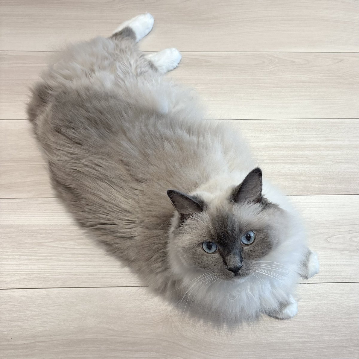 lemon_loft's tweet photo. ふしぎなポーズのラテ☁️ https://t.co/mWIfqQTe7h