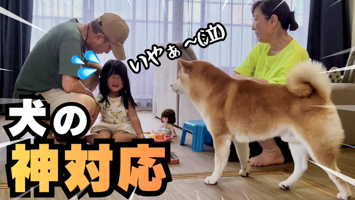 シヴァ犬こむぎっす🐾豆シヴァわらび on X: 