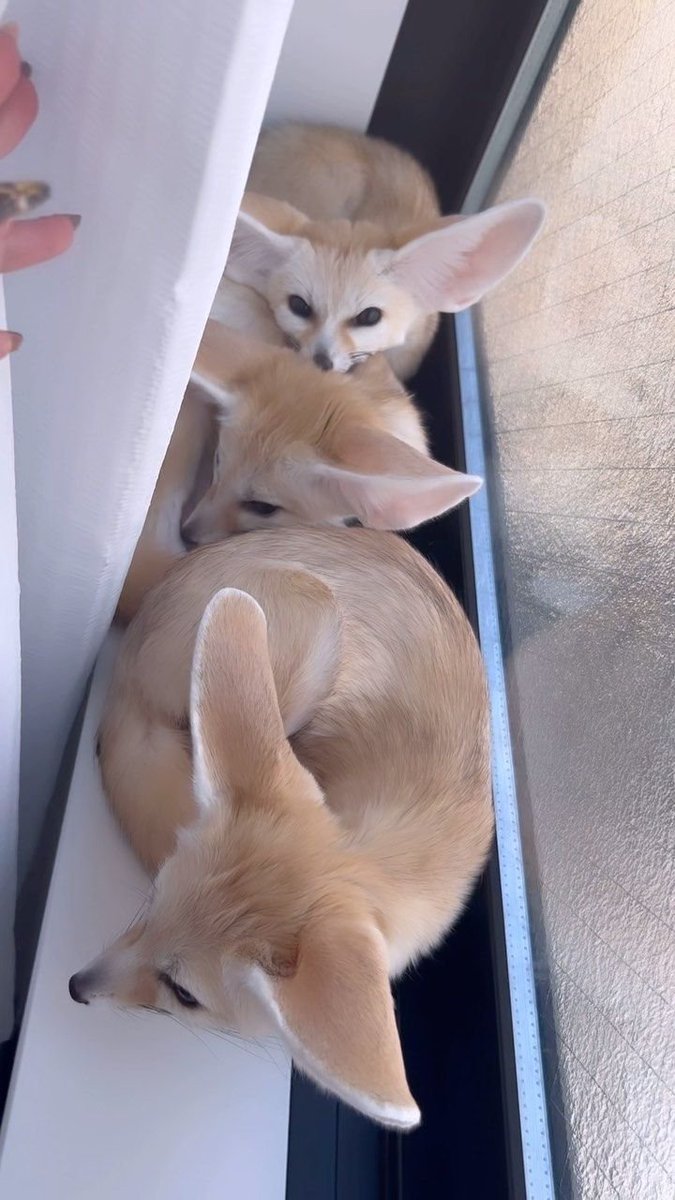 DellyCatPost's tweet photo. https://t.co/lvdu308X3x