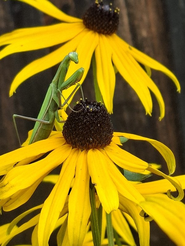 wild_mroz's tweet photo. Ja Cię!
Pierwszy raz w życiu zobaczyłam modliszkę.
Ładnie się wkomponowała w rudbekię :)
#Mazury
#Modliszka https://t.co/jxLXf3NyBr