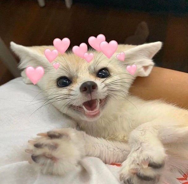 DellyCatPost's tweet photo. https://t.co/L6n0HXGRhR