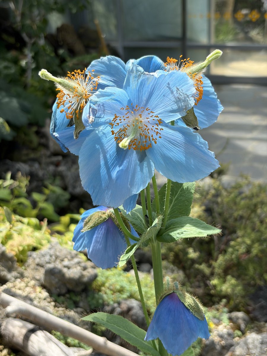 keiko_1204t's tweet photo. 20260905咲くやこの花館 https://t.co/KszZb7TGUS