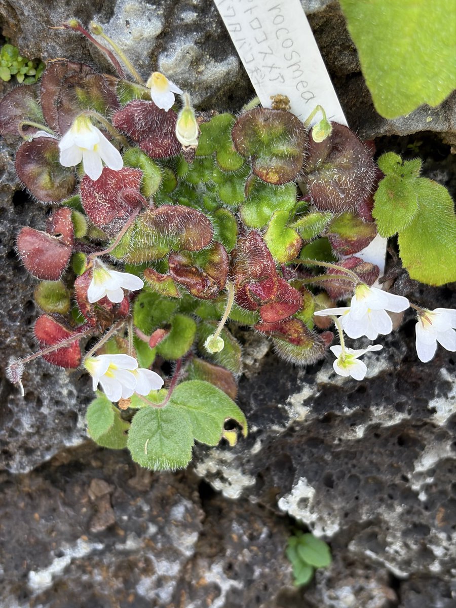 keiko_1204t's tweet photo. 20260905咲くやこの花館 https://t.co/KszZb7TGUS