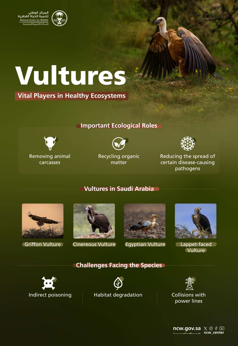 NCW_center's tweet photo. Vultures play an important role in maintaining ecosystem health by removing animal remains and recycling organic matter.
#VultureDay
#NurturedByNature https://t.co/unvMmaRF6N