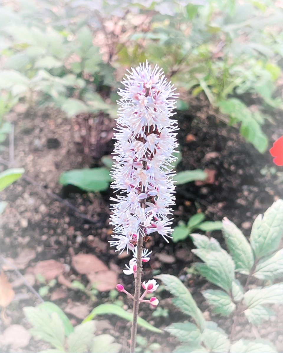 Photo07Machi10's tweet photo. 花 植物 実 自然 景色
#TLを花でいっぱいにしよう
#キリトリセカイ #花写真
#サラシナショウマ https://t.co/IGCLYlG5ov