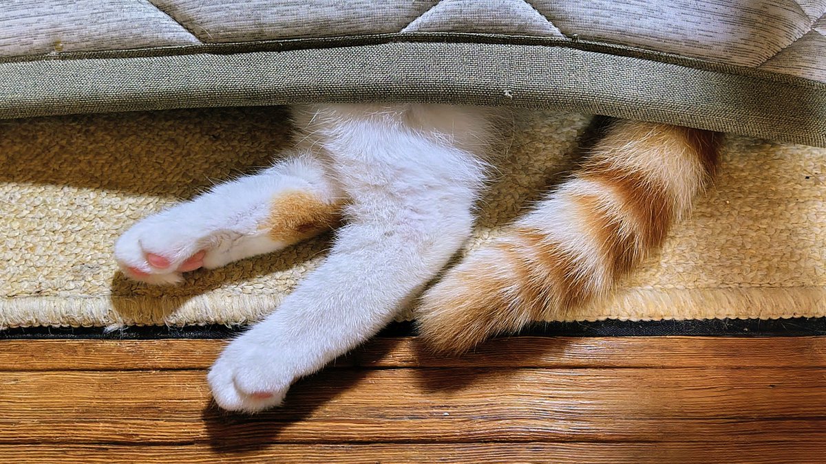 kamu0627's tweet photo. つくつく
かくれんぼ(*´nωn*)
#マンチカン #ねこ部 #猫の日常 
#猫かわいい #猫好きさんと繋がりたい https://t.co/0mez48J6Hk