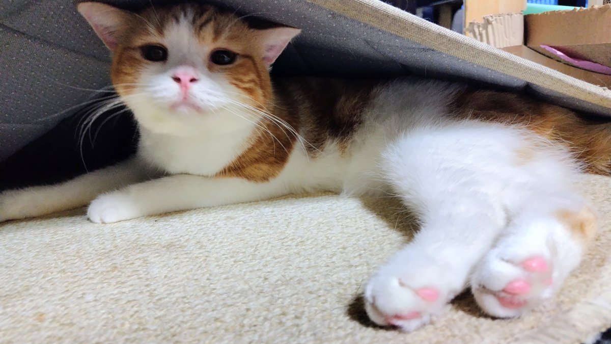 kamu0627's tweet photo. つくつく
かくれんぼ(*´nωn*)
#マンチカン #ねこ部 #猫の日常 
#猫かわいい #猫好きさんと繋がりたい https://t.co/0mez48J6Hk
