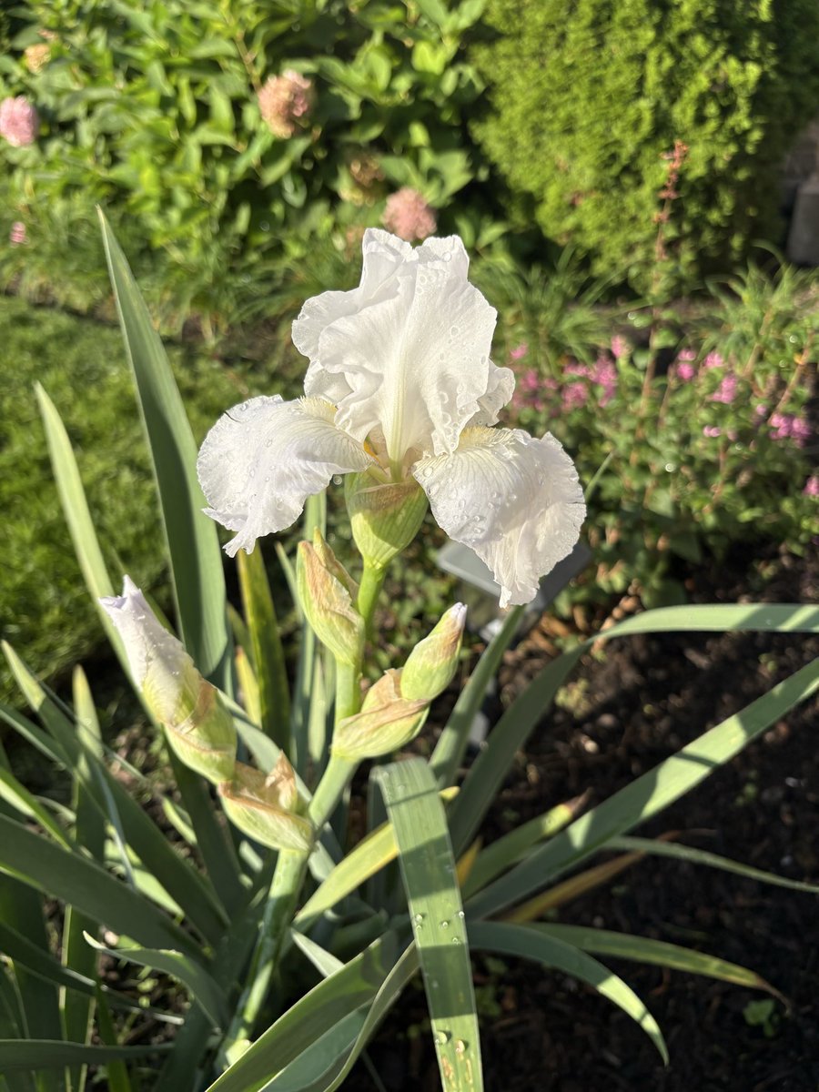 brenda_loft's tweet photo. New bloom in the garden this morning 🌺 #iris https://t.co/N19L5HkADa