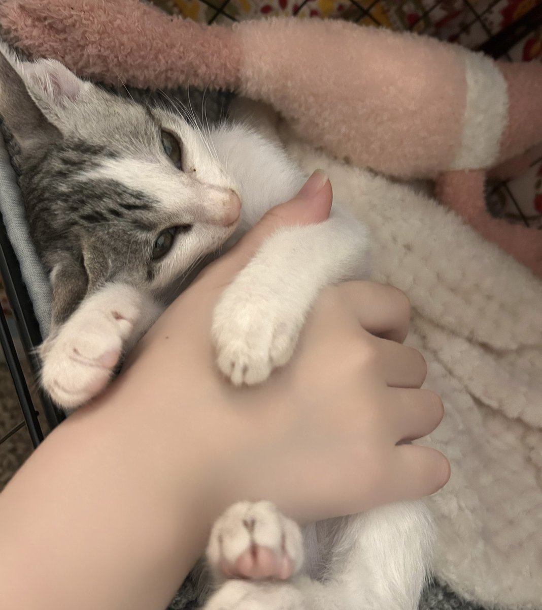 iossan_'s tweet photo. 猫さんの里親について、my sisterが前々から猫を迎えたいと言っており、引き取りたいと申し出てくれました！
ただ、生活条件がもろもろ整い次第となるので暫くは我が家で生活してもらいます🐱 https://t.co/bk9XnvHlP5