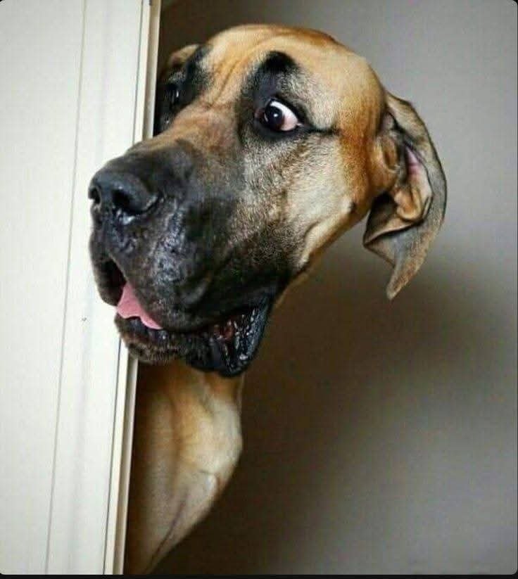 MouteiM36287's tweet photo. When you remember it's Saturday on Twitter😍🎉❤️🔥💯💥💫💃👯💃
#Saturdayvibes
#weekendfun
#viralvídeo
#dogparty https://t.co/p3v5J5daVZ