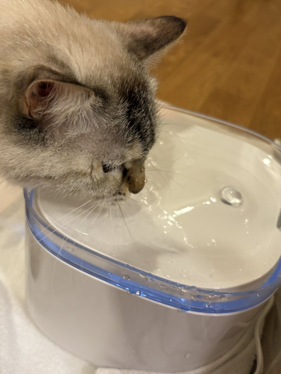 okryk's tweet photo. 新しい給水器を気に入ってくれたようだ。相変わらずビッシャビシャだが、それでいいのだ。飲め飲めー https://t.co/8cG4rdrBs4