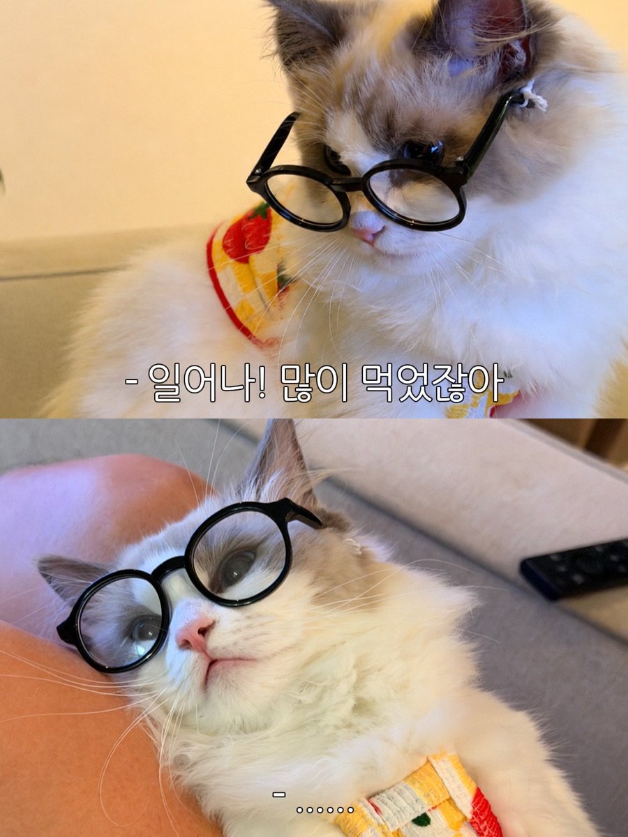 ppirismile's tweet photo. siapa mau #gunsu au?

kk gun punya pacar hybrid kucing cantik https://t.co/YI75omksI0
