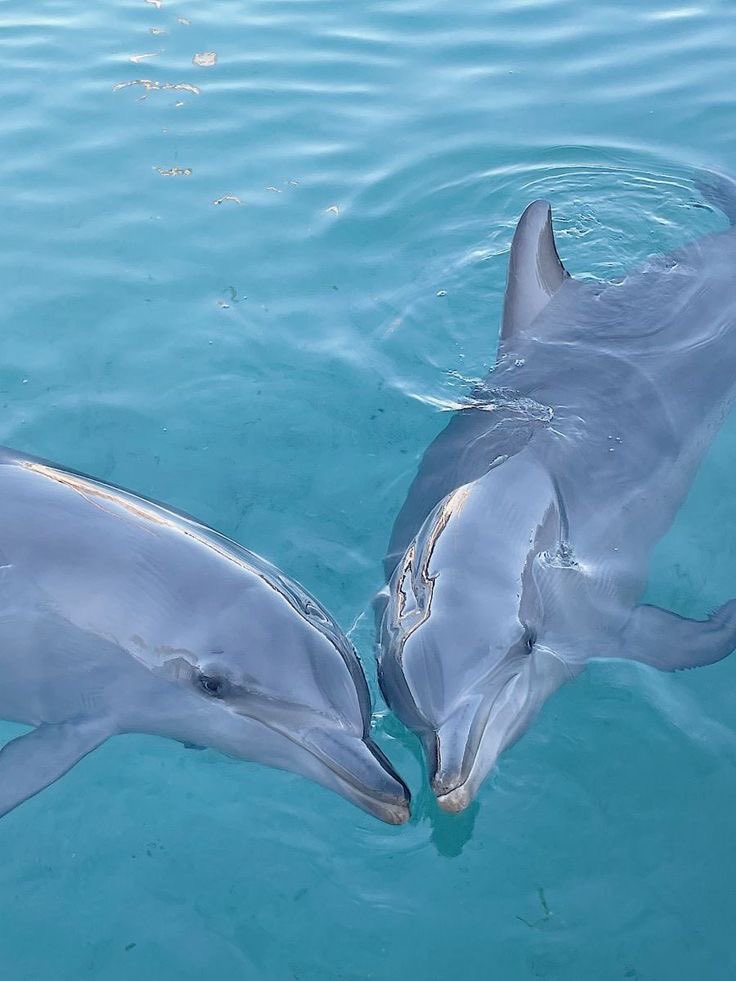 sweetiebast's tweet photo. Best aquatic animal, ever https://t.co/LxDoC0XugV