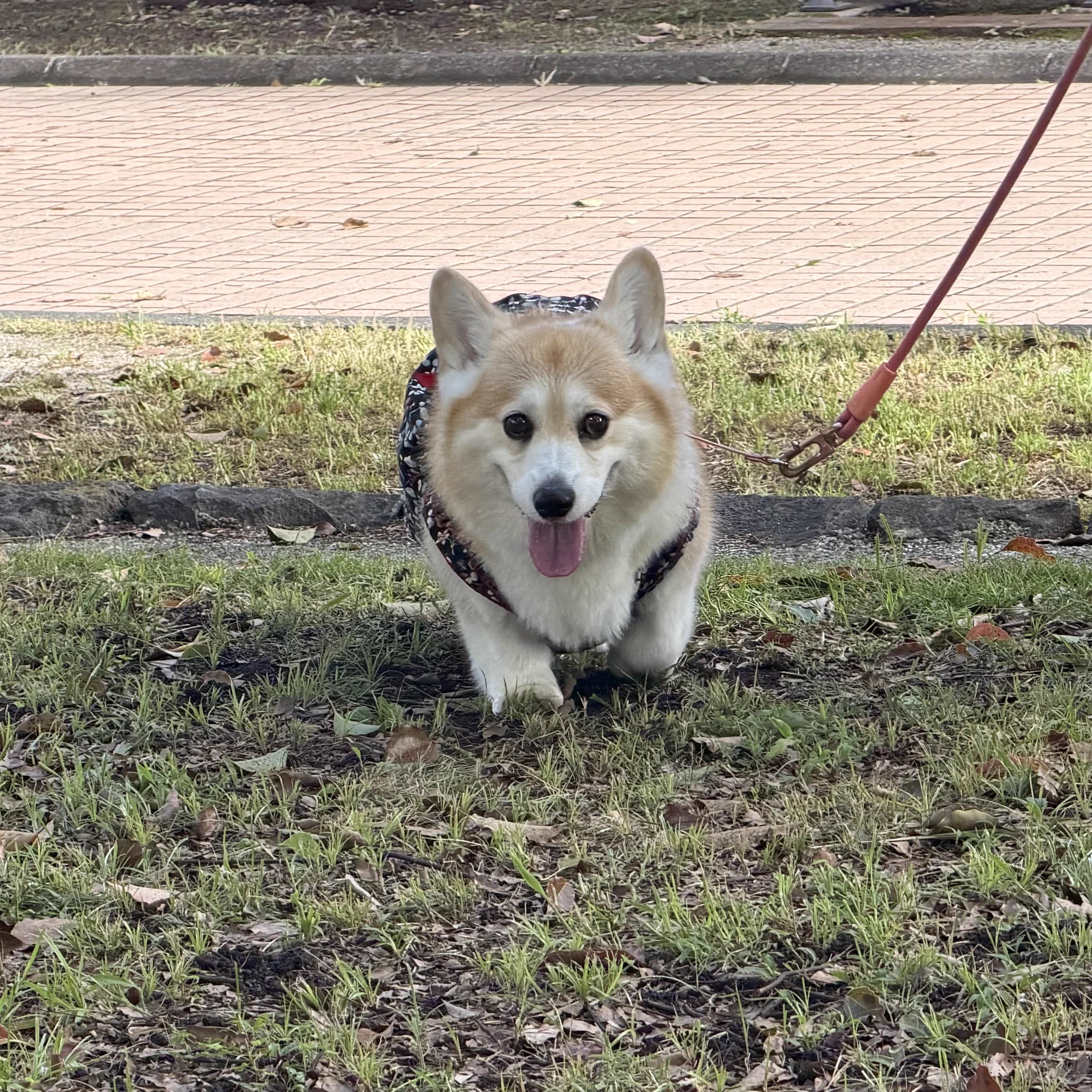 elmoelmodog on X: 