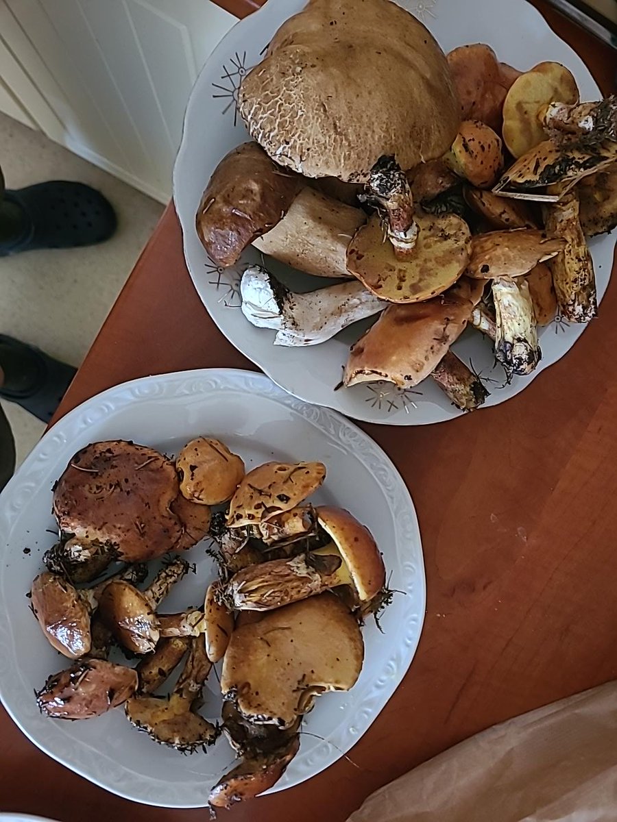 MataHariNino's tweet photo. Jsem si rano rikala: co budu tenhle vikend varit? A pak jsem sla s #utulkac'em na ranni venceni 🙂 https://t.co/ADExGP13pv