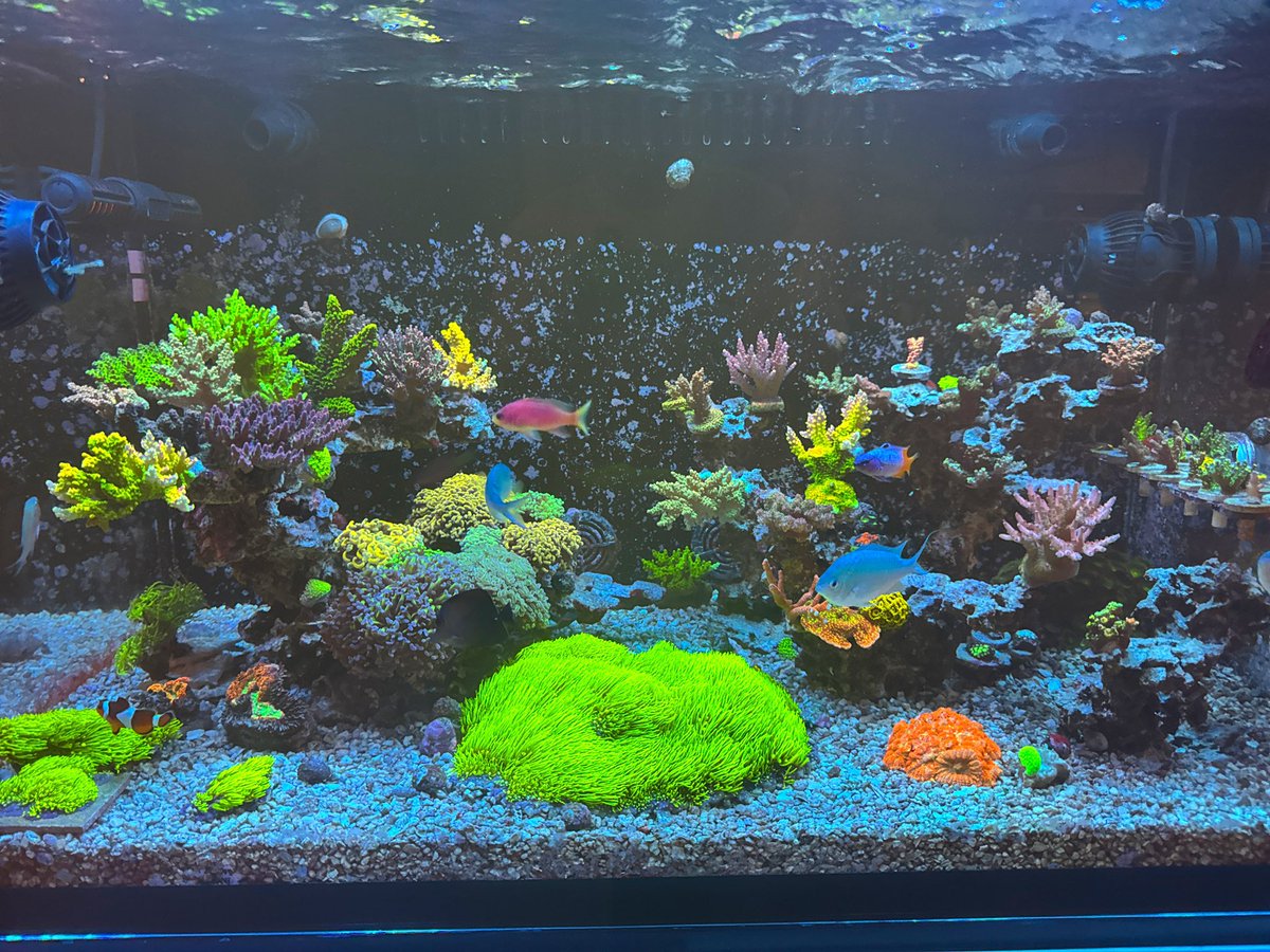 willow_reef's tweet photo. 2026.1.15
タンクデータ🪸
水槽　ネプチューンキューブMpro90
照明　SPECTRA RadionG5
スキマー　Maxspect SK400
ポンプ　Jebao DCP10000Ⅱ
水流　Jebao EOW-16M×2 MaxspectGyre×1
リアクター　OCTO CalReact200
ドーシング KamoerX1pro×2 炭素源、CoralWow https://t.co/Ny6JHKXPh7