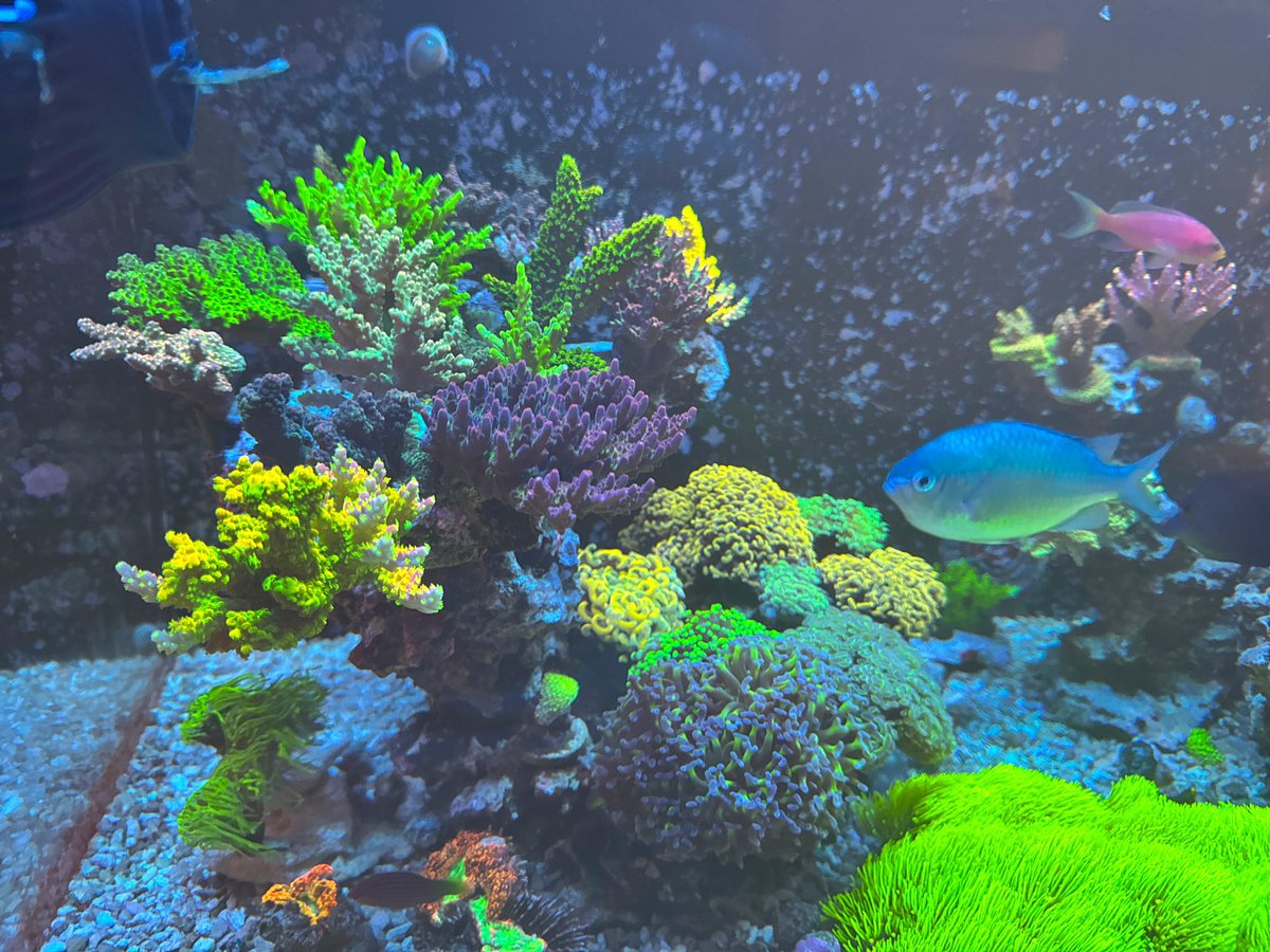 willow_reef's tweet photo. 2026.1.15
タンクデータ🪸
水槽　ネプチューンキューブMpro90
照明　SPECTRA RadionG5
スキマー　Maxspect SK400
ポンプ　Jebao DCP10000Ⅱ
水流　Jebao EOW-16M×2 MaxspectGyre×1
リアクター　OCTO CalReact200
ドーシング KamoerX1pro×2 炭素源、CoralWow https://t.co/Ny6JHKXPh7