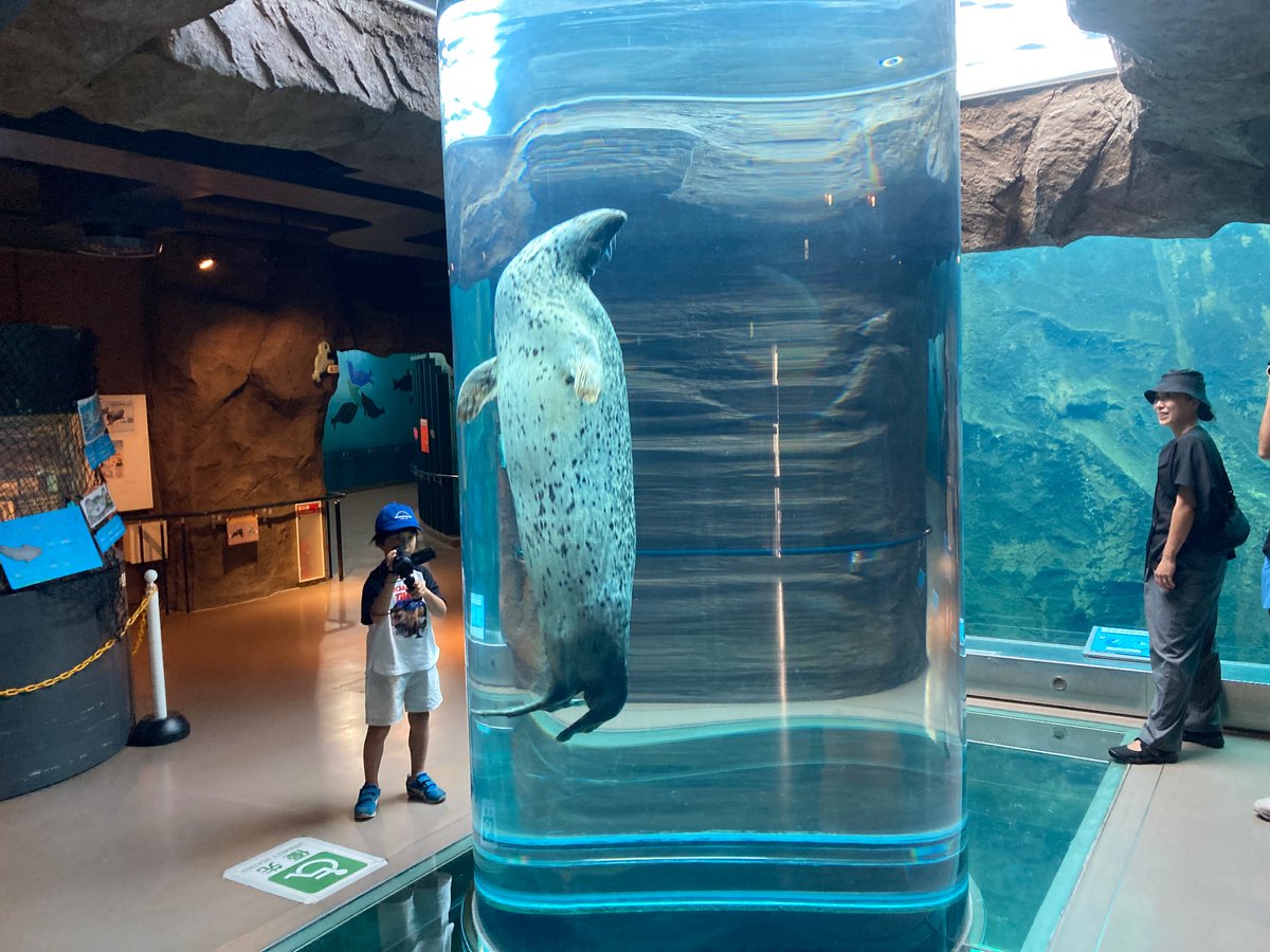 Seibun21's tweet photo. 旭山動物園堪能。
旭川22℃、湿気なくてカラッとしていてええなぁ。 https://t.co/R9lHM3oi5K