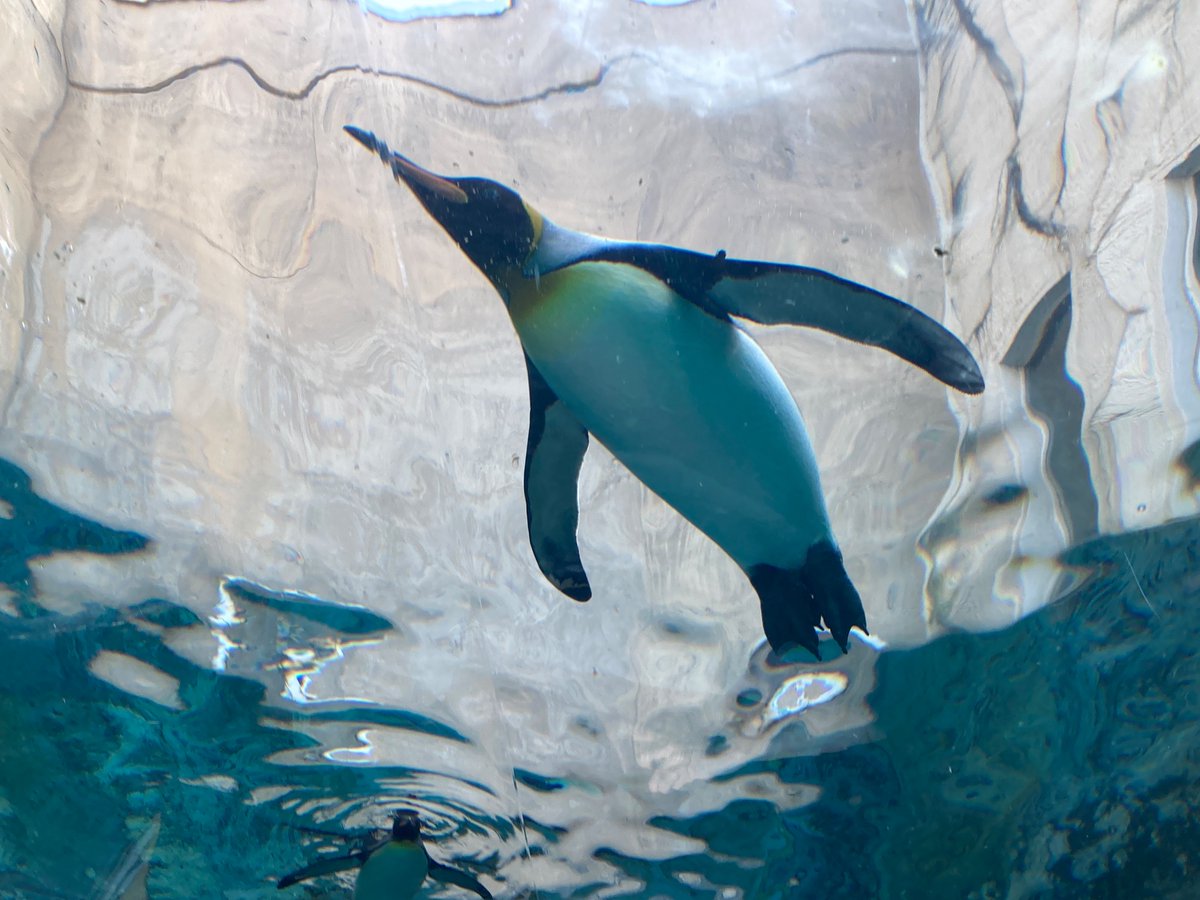 Seibun21's tweet photo. 旭山動物園堪能。
旭川22℃、湿気なくてカラッとしていてええなぁ。 https://t.co/R9lHM3oi5K