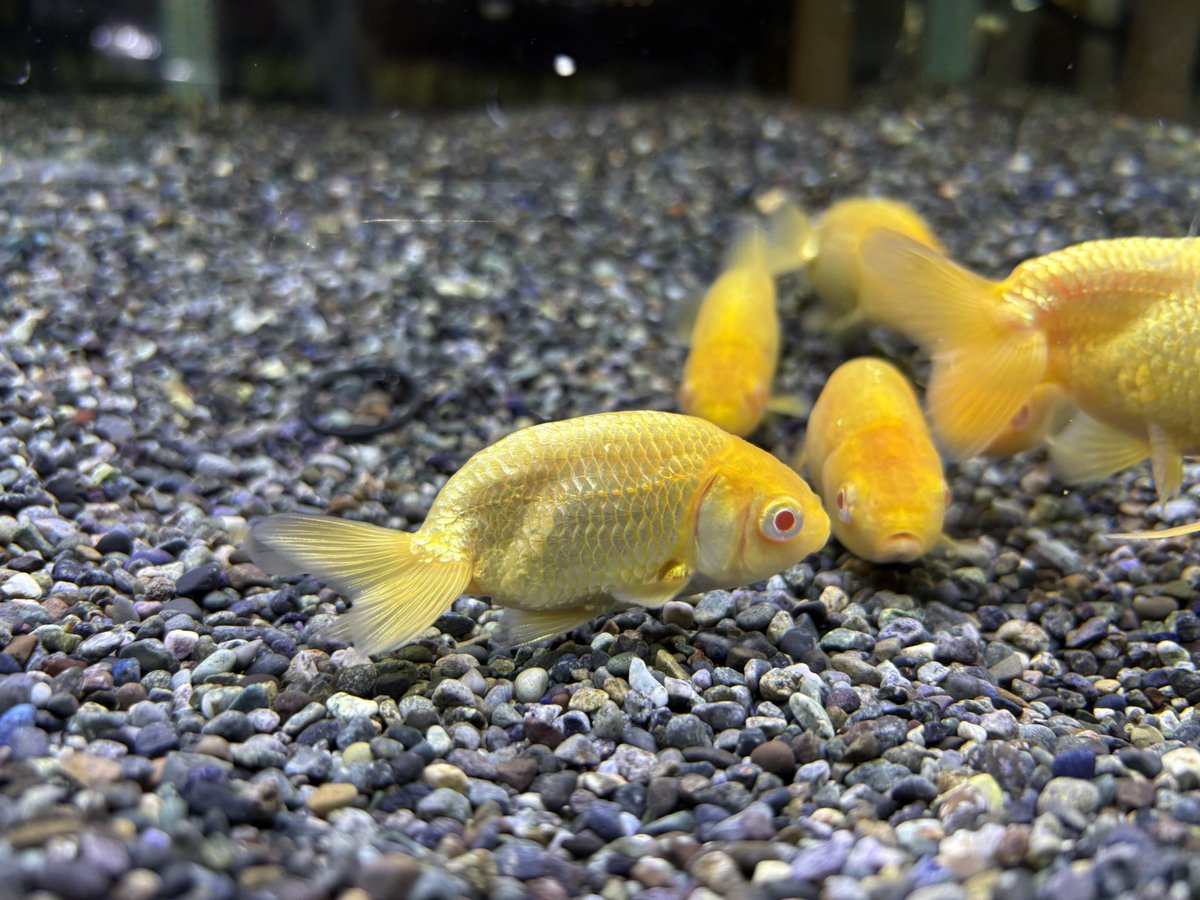 kanedai_ome's tweet photo. 弥富 なおちん金魚産　アルビノらんちゅう 

弥富 なおちん金魚産 アルビノ紅葉らんちゅう

浜松産 アルビノいわきふらっこ

浜松産 アルビノホワイトいわきふらっこ

あまり見かけないレア種の入舎です！
どの種類も当歳なのでこれからの成長に期待です！！ https://t.co/Zr1TtDApqV