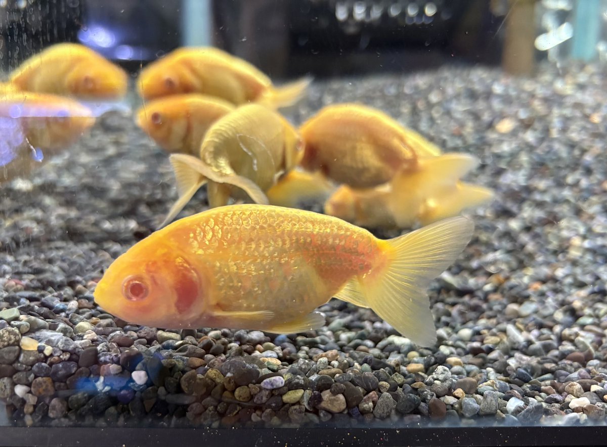 kanedai_ome's tweet photo. 弥富 なおちん金魚産　アルビノらんちゅう 

弥富 なおちん金魚産 アルビノ紅葉らんちゅう

浜松産 アルビノいわきふらっこ

浜松産 アルビノホワイトいわきふらっこ

あまり見かけないレア種の入舎です！
どの種類も当歳なのでこれからの成長に期待です！！ https://t.co/Zr1TtDApqV