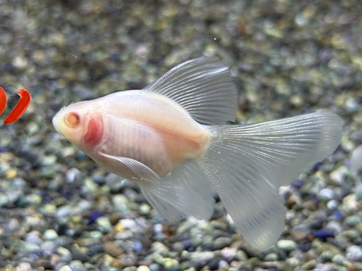 kanedai_ome's tweet photo. 弥富 なおちん金魚産　アルビノらんちゅう 

弥富 なおちん金魚産 アルビノ紅葉らんちゅう

浜松産 アルビノいわきふらっこ

浜松産 アルビノホワイトいわきふらっこ

あまり見かけないレア種の入舎です！
どの種類も当歳なのでこれからの成長に期待です！！ https://t.co/Zr1TtDApqV