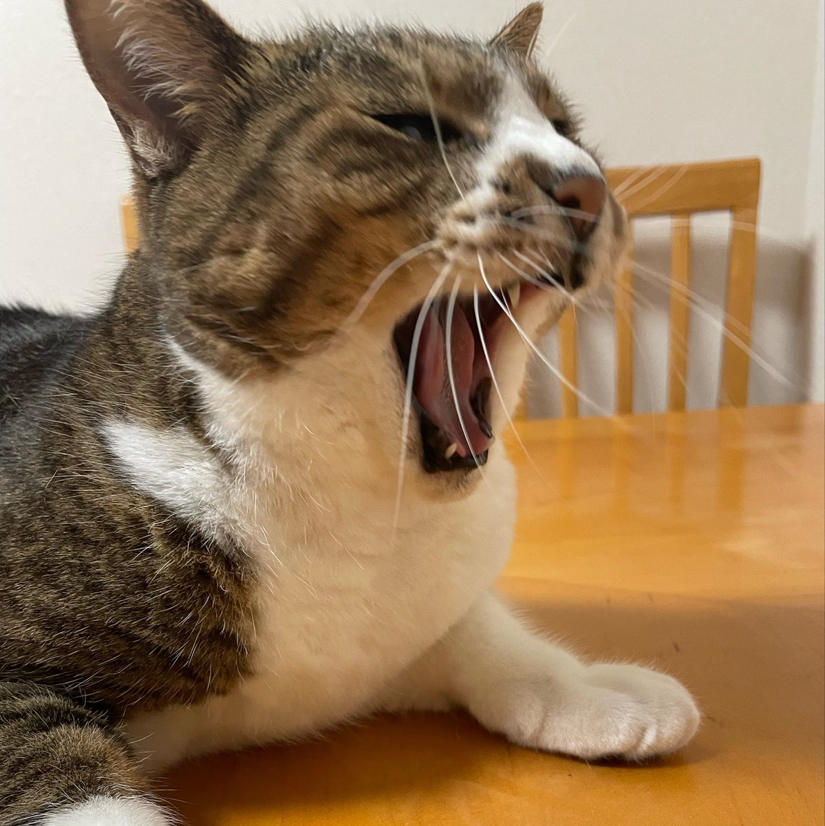 Neko_NekoCre's tweet photo. あの…うちのきなこちゃんが
本日9月5日で推定12歳になったので
お祝いのいいねください🐱

本当にいい子なんです

これまで大きな病気もせずに
朝5時に髪の毛噛んで腹にダイブするし
ご飯をあげたら盛大に吐くし
留守番が長いとトイレわざとハズすし
肛門を人の顔に向けてくるし
あと口臭いし

尊 https://t.co/G3e2C2OyLw